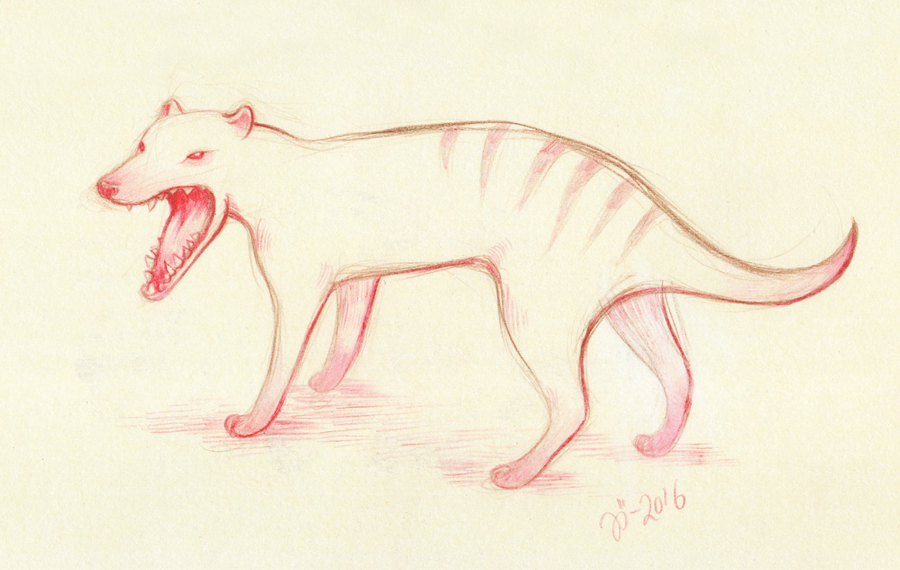 Thylacine – A5 print
