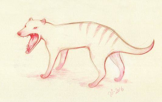 Thylacine – A5 print
